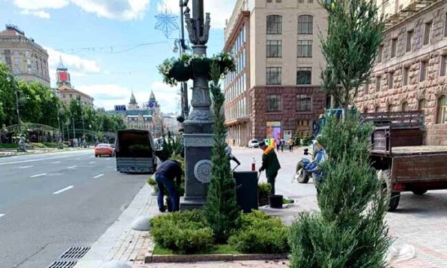 До реконструкції Хрещатик тимчасово прикрашають ялівцями (фото)