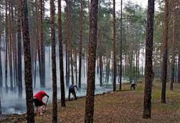 Російські окупанти знищили третину українських лісів