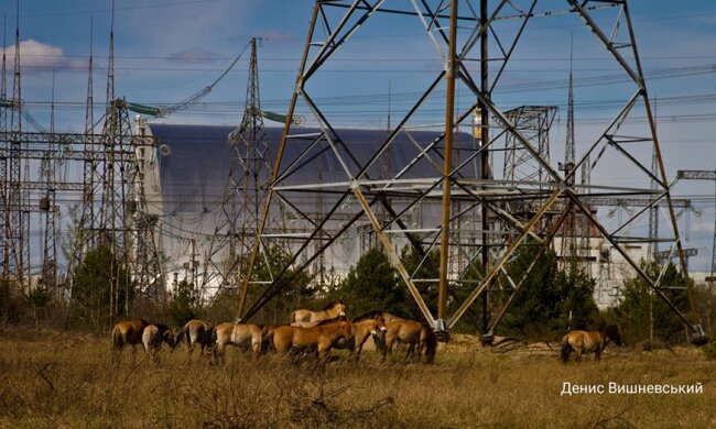 Коні Пржевальського з Чорнобильського заповідника втекли до ЧАЕС (фото)