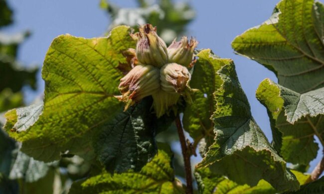 На Київщині засадили фундуком півдесятка гектарів