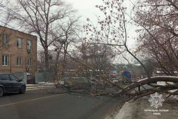 У Києві дерево рухнуло на дорогу