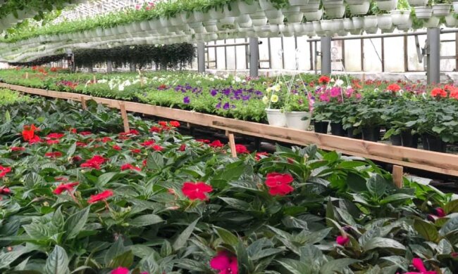 Мільйони квітів в кожному районі: Київзеленбуд обіцяє в цьому році влаштувати справжній квітковий карнавал