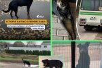 Переяславський Хатіко — на Київщині живе пес, який щодня пробігає 70 км за рейсовим автобусом в пошуку рятівників