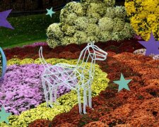 Фестиваль хризантем на Співочому полі триватиме ще тиждень