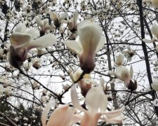 Тепер вже точно весна: в Києві цвітуть магнолії (відео)