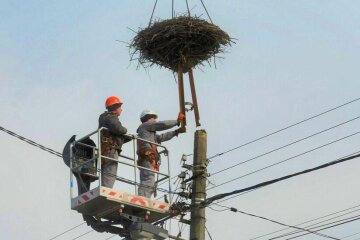 Столичні енергетики продовжують еко-програму по збереженню популяції білих лелек, встановлюючи дня них гнізда на електроопорах