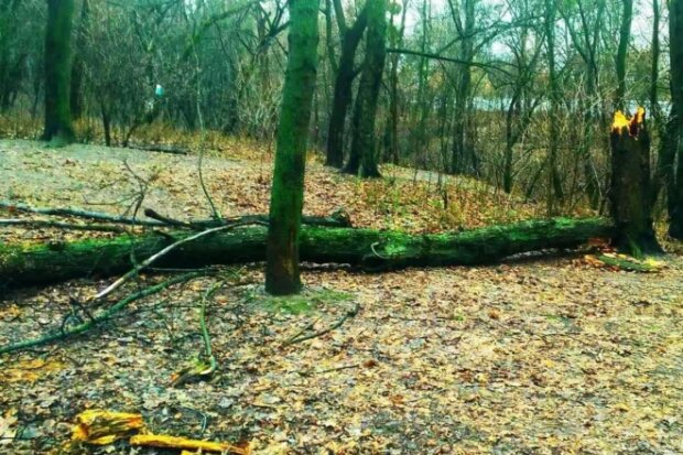 Вітер повалив в Києві понад двадцять дерев
