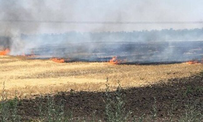Через російські обстріли згоріло 20 га пшениці – голова Дніпропетровської облради