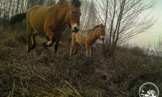 У Чорнобильському заповіднику помітили маленьке лоша Пржевальського