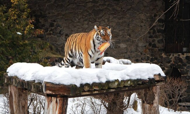 КиївЗоо під обстрілами: як столичний зоопарк рятує тварин та забезпечує їм тепло