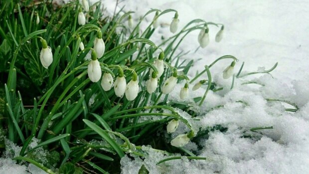 Скоро запахне весною: українцям дали несподіваний прогноз погоди на березень