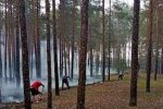 Російські окупанти знищили третину українських лісів