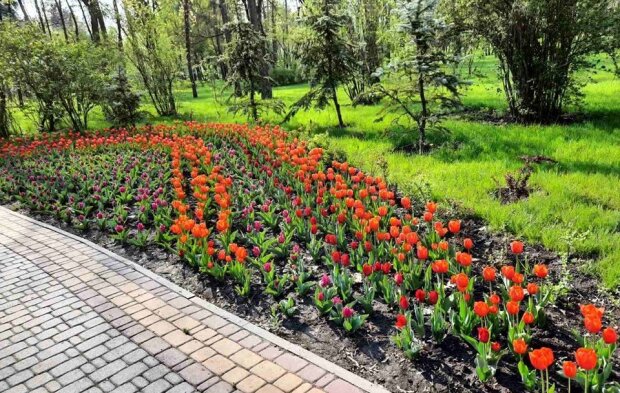 Озеро та море квітів: парк Пуща-Водиця готується до зустрічі з киянами