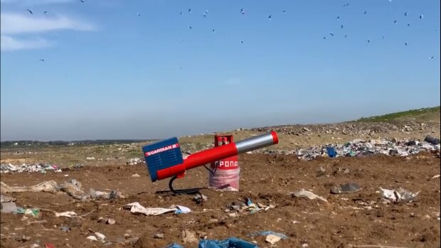 На сміттєзвалищі під Києвом по птахам стріляють з гармати (відео)