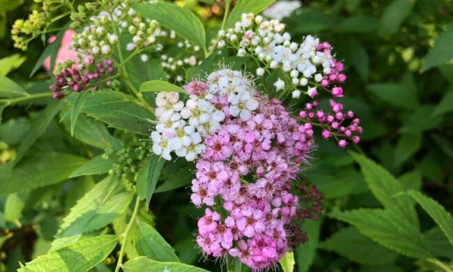 В київському ботсаду зацвів кущ із квітами різного кольору (фото)