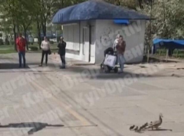 На київському Виноградарі зупинилися машини, щоб пропустити качку з каченятами (відео)