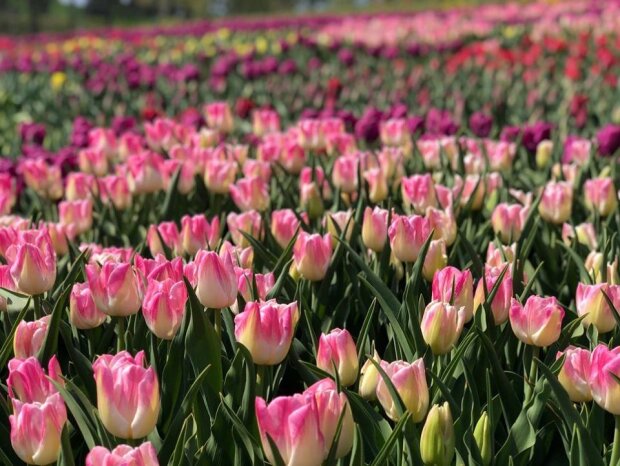На Співочому полі тюльпани квітнуть онлайн (фото 360º)