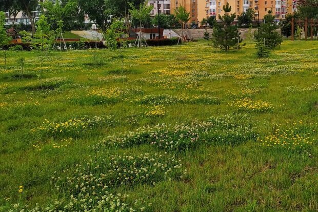 Новинка на Оболоні: в парку Наталка з`явився газон із різнотрав’я (фото)