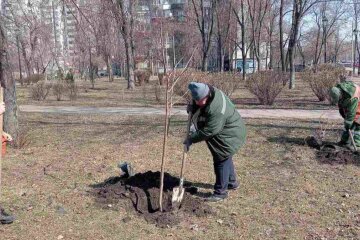 Зелений десант у Києві: сотні нових дерев та заборона реклами на стовбурах