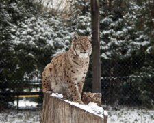 На час локдауну київський зоопарк знижує ціни