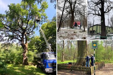 Вікові дерева столиці планують оголосити ботанічними пам’ятками природи