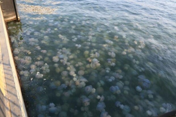 Навала медуз у Кирилівці – ознака руйнування екосистеми Азовського моря