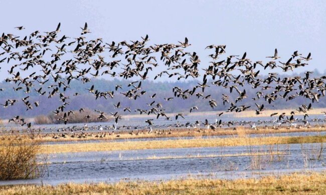 Зміни клімату та браконьєрство – що загрожує перелітним птахам в Україні