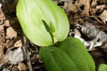 В столичному парку зацвіла лісова орхідея, занесена до Червоної книги
