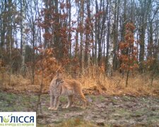 У Чорнобильській зоні зафіксували рідкісну тварину