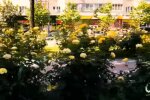 На бульварі Лесі Українки цвіте алея троянд (відео)
