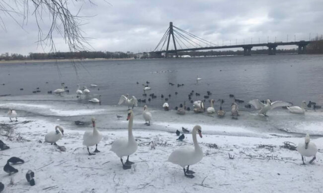 На Оболонь в парк “Наталка” прилетіли білі лебеді