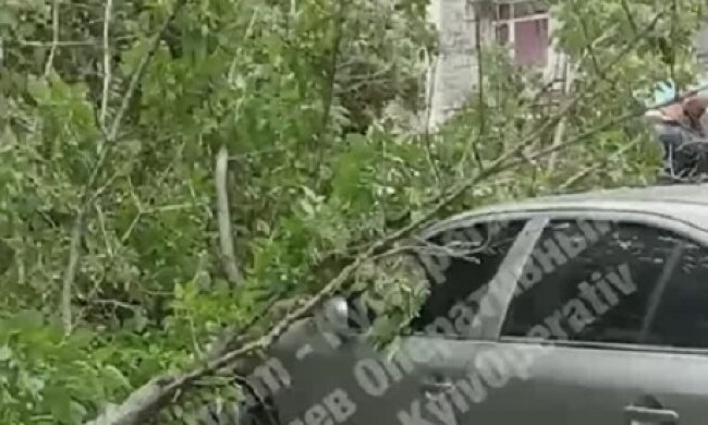 У центрі Києва вітер повалив дерево на автомобілі (відео)