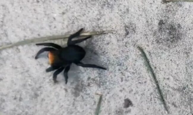 На Київщині виявлени отруйні павуки (відео)