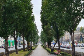 Триває озеленення бульвару Лесі Українки
