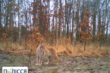 У Чорнобильській зоні зафіксували рідкісну тварину