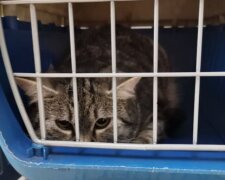 У Дарницькому районі чоловіка покусала кішка, яка виявилась хворою на сказ