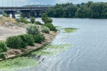 Цвітіння Дніпра в Києві: еколог розповів, звідки в річці стільки зелені