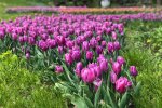 Море квітів: виставку тюльпанів на Співочому полі показали з висоти (відео)
