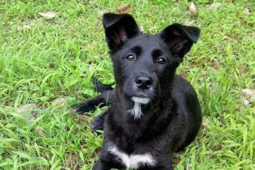 Киянин викинув з вікна свого собаку і завадив його врятувати