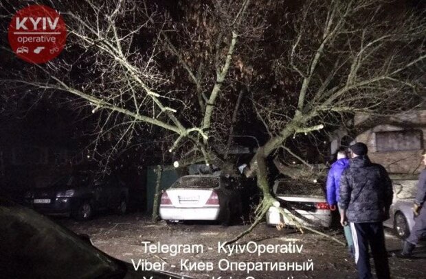 В Києві на припарковані автомобілі впало величезне дерево