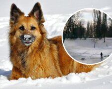 У Києві собака врятувала дитину, яка провалилася під лід (відео)