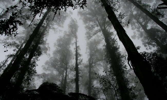 Якість повітря в Києві погіршилася через пожежі на торфовищах