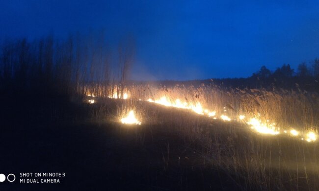 Під Києвом зловили підпалювачів на мопедах (фото, відео)