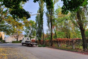 У Києві будуть користуватись єдиними правилами з обрізки дерев