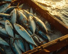 Рибний день для всієї країни: держава компенсуватиме до 20% витрат на аквакультуру