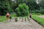 Сосни, мондрини, ялини, туї: як виглядає столичний дитсадок для майбутнього лісу (фото)
