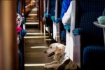 Київська кільцева електричка на один день стане безкоштовною для домашніх тварин