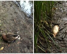 В одному з озер Києва масово гинуть качки і риба: жителі б’ють на сполох