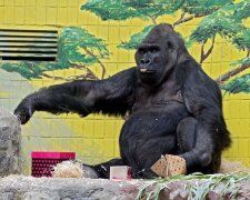 У Київському зоопарку хворіє горила-ветеран Тоні