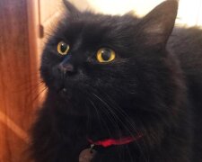Киян просять про допомогу: з Музею Булгакова зникла чорна кішка Марго